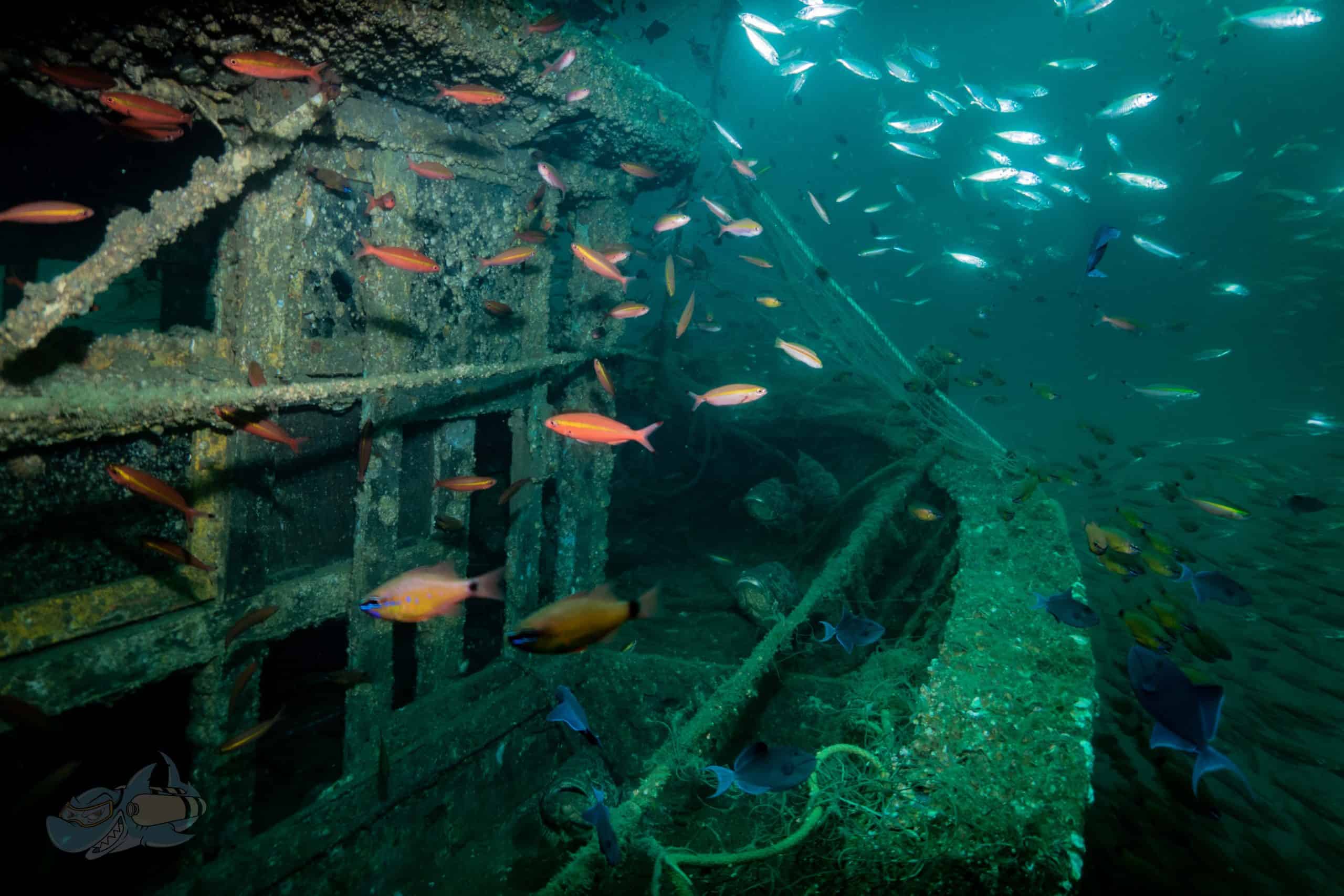 Marine life at at the wreck site