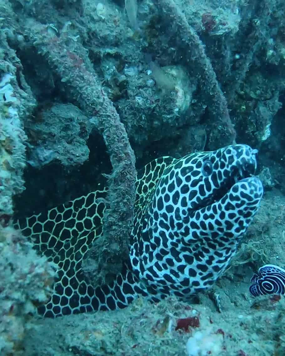 scuba diving in Pondicherry