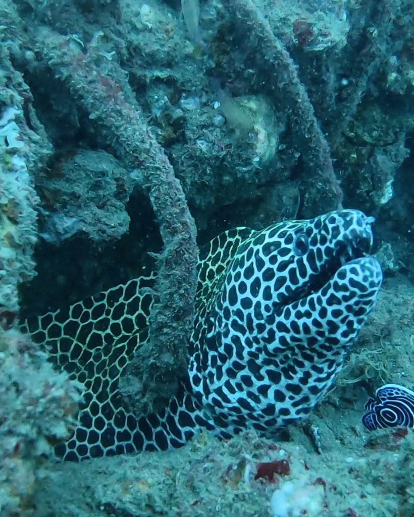 marine life of Pondicherry 