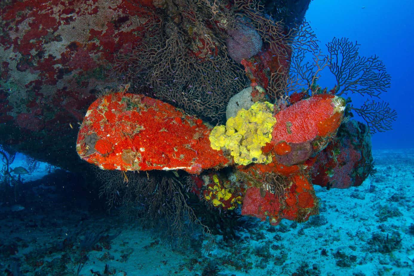 wreck diving