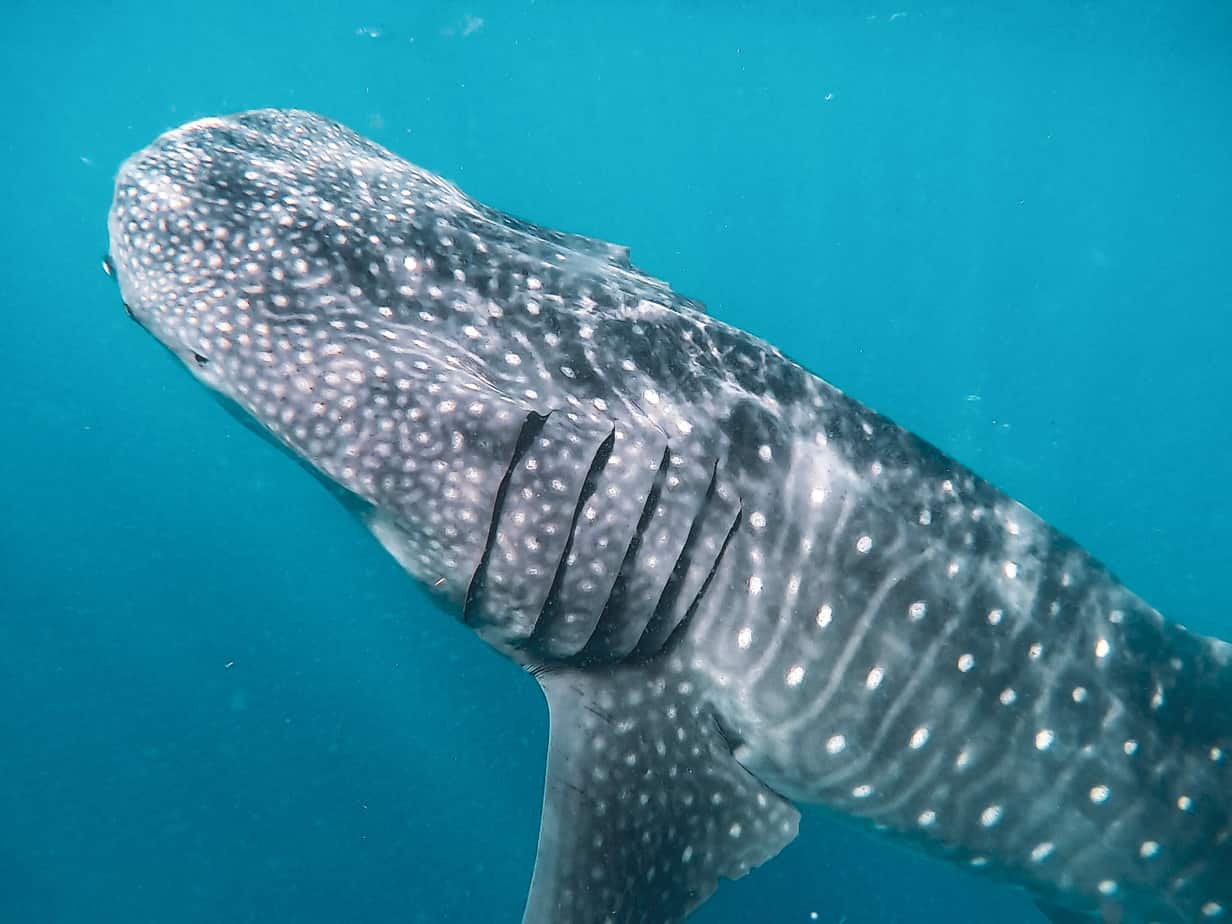 whale sharks in India 