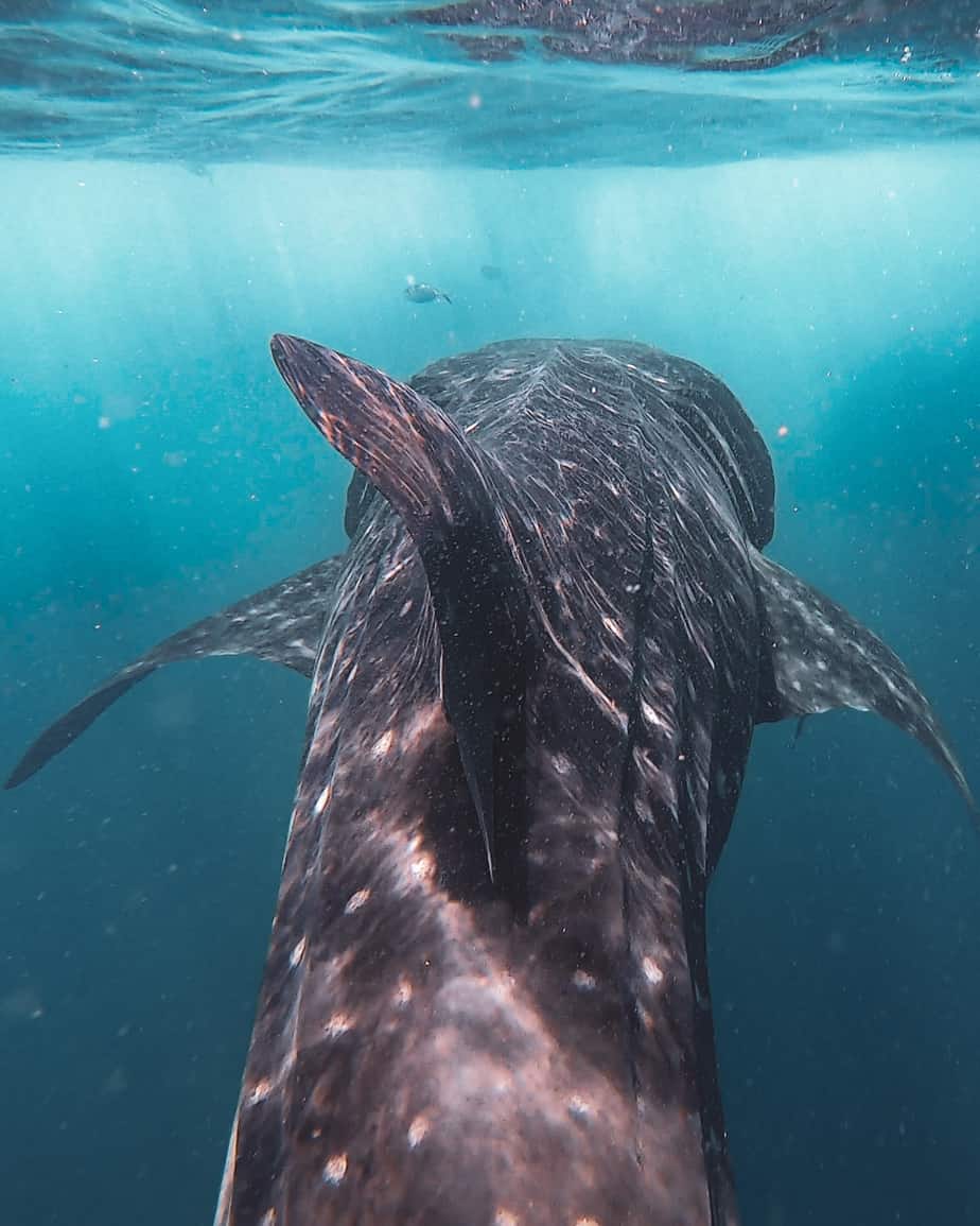 whale sharks in India 