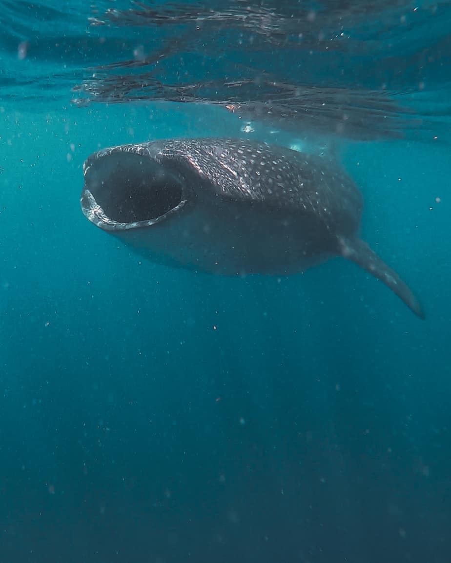 scuba diving in india