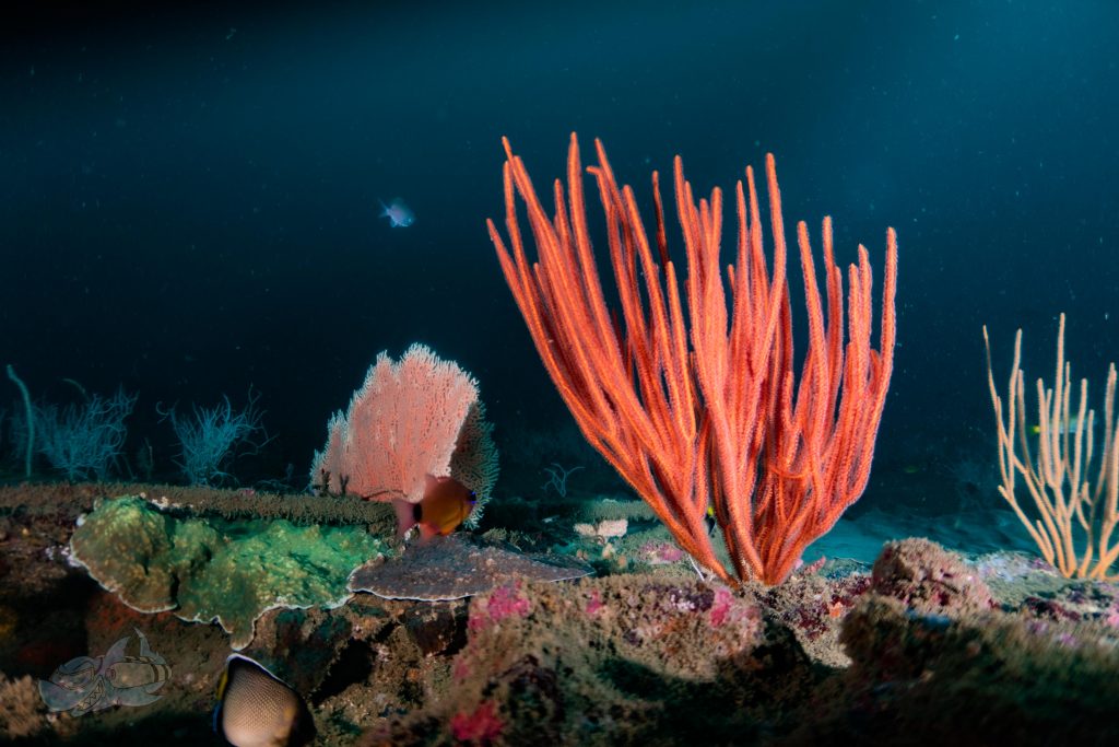 marine life of Pondicherry 