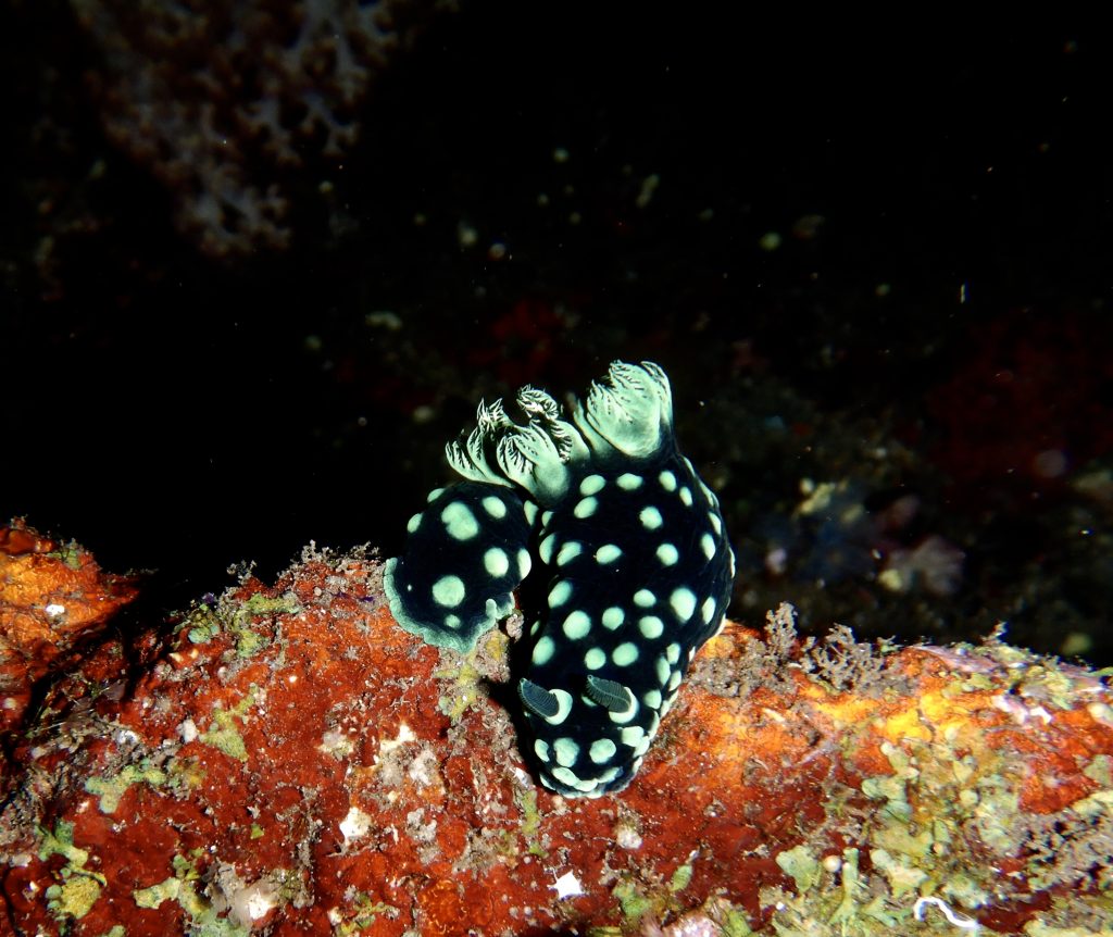 Nudibranch in India 