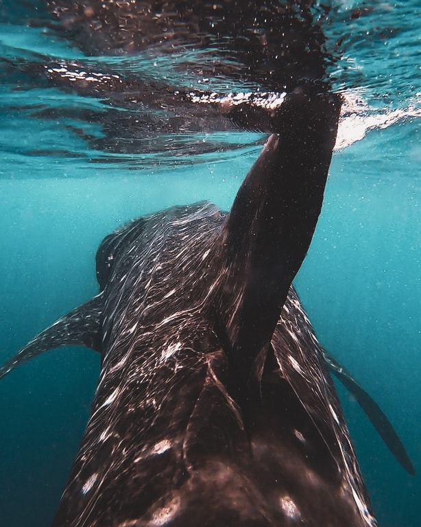 whale sharks in India