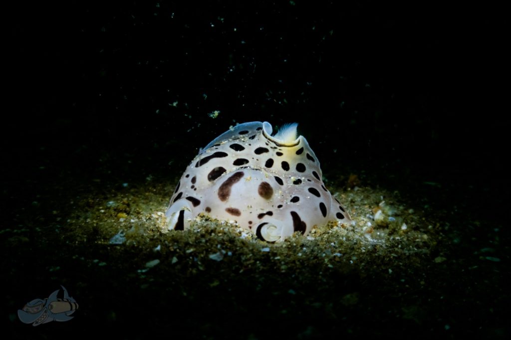 nudibranch in India 