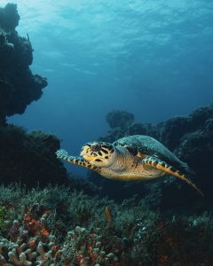 turtle in scuba diving