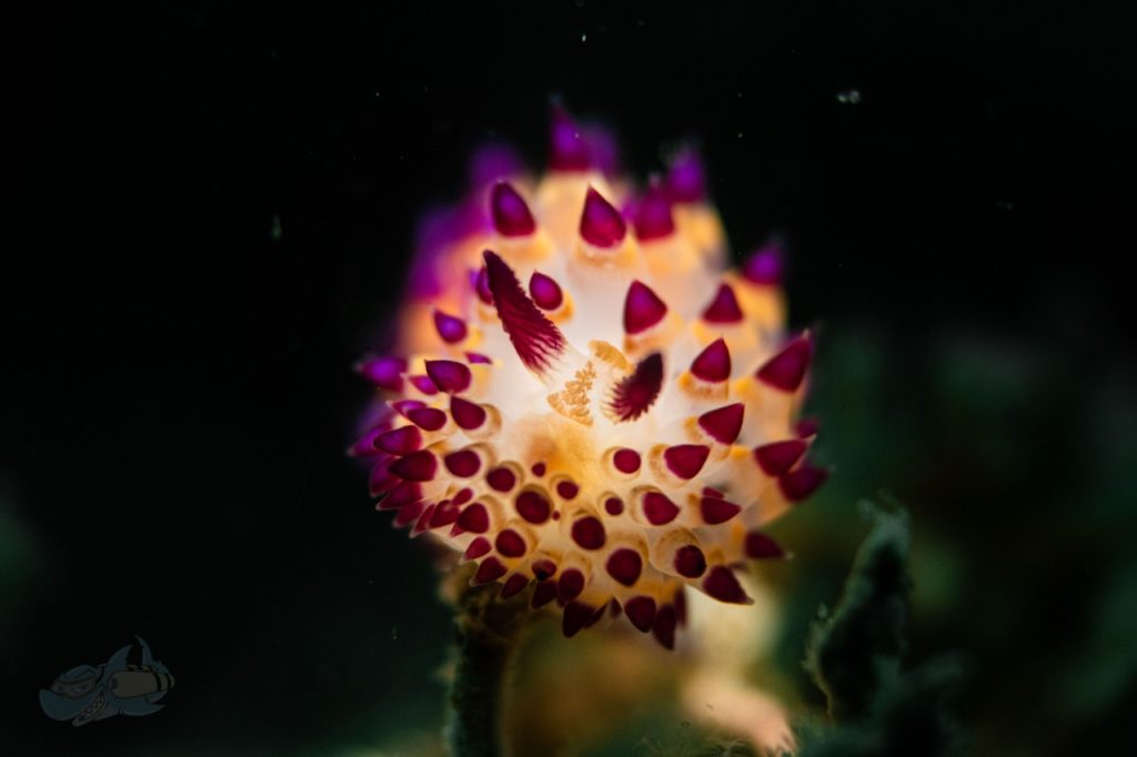 nudibranch in India