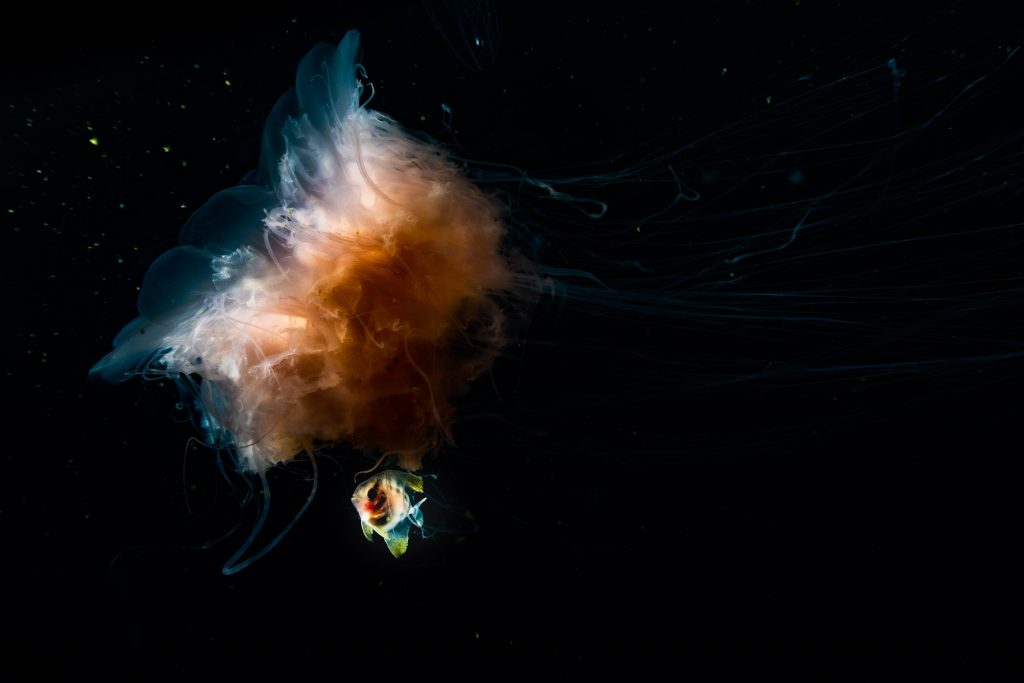 marine life of pondicherry 