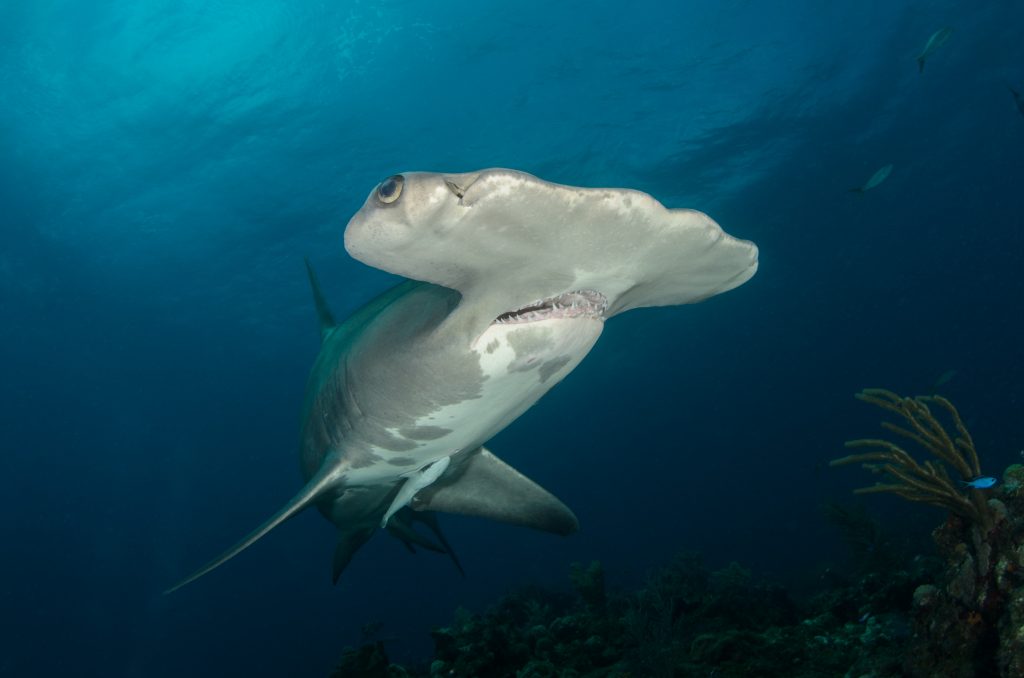 scuba diving in Maldives 