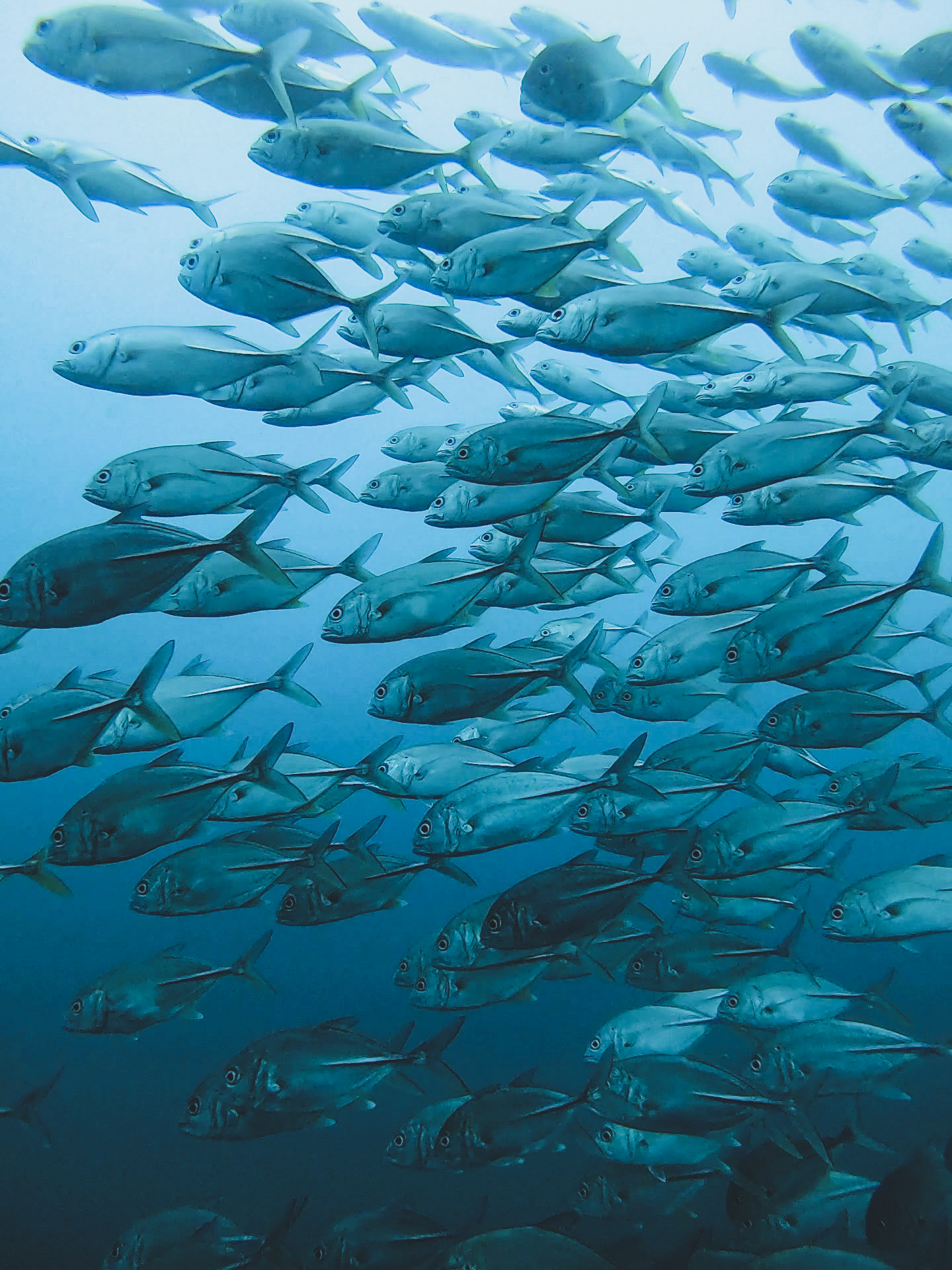 scuba diving in Pondicherry 