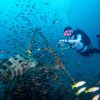 Diver hovering with a Malabar Grouper