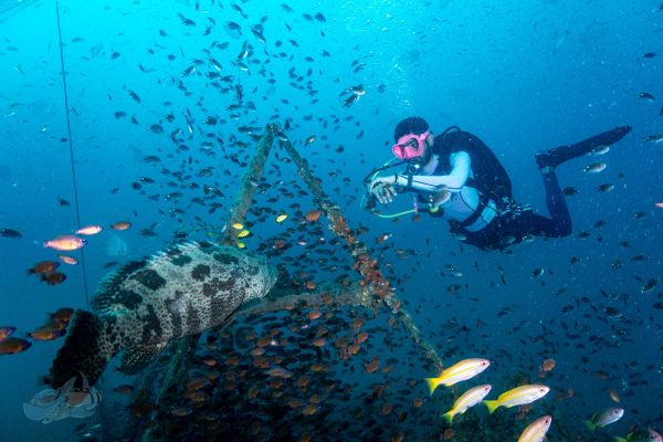 Diver hovering with a Malabar Grouper