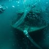 Portrait of a shipwreck