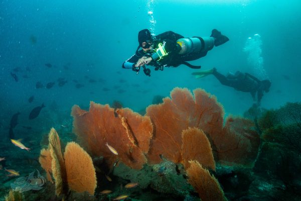 Sidemount Diver gliding over fan corals