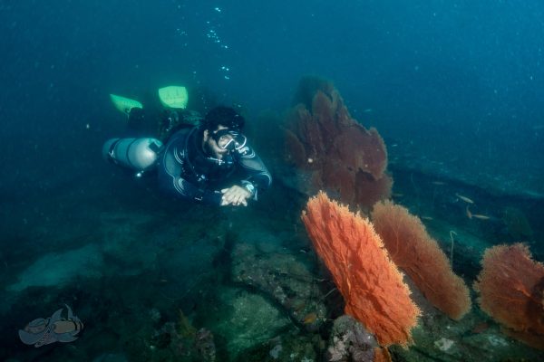 Sidemount Diver checking out a fan coral