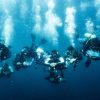 Dive Team