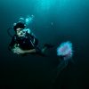 expert is doing scuba and jellyfish is beside him