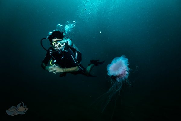 expert is doing scuba and jellyfish is beside him