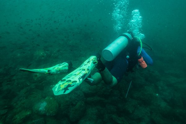 Diver Navigating over a bottom reef
