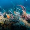 Deep colourful soft coral reefs
