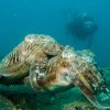 Mating cuttlefish and diver