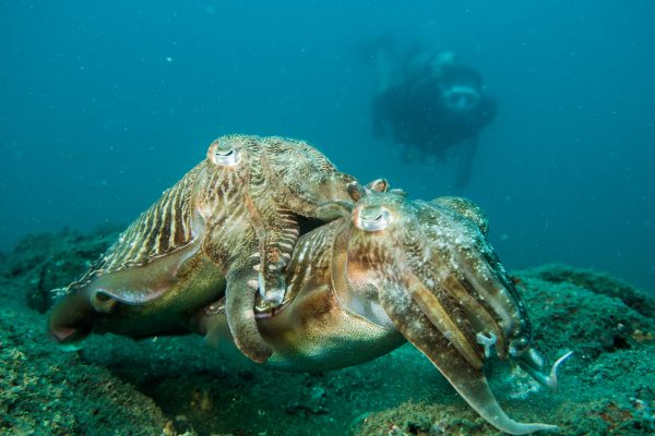 Mating cuttlefish and diver