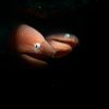 Two white eyed moray eels