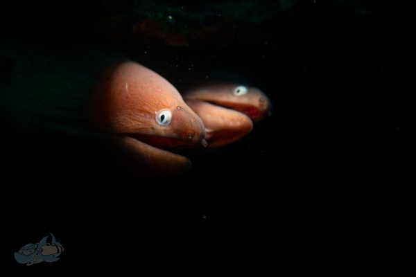 Two white eyed moray eels