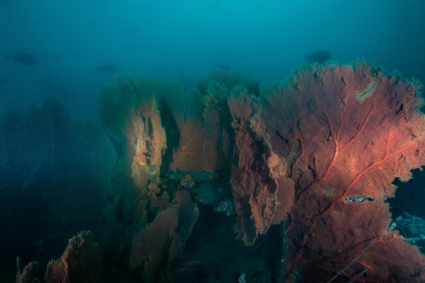 Deep Wall Gorgonian Fan Corals