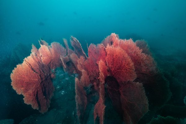 Deep Wall Gorgonian Fan Corals