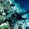 Learn Underwater Digital Photography Course at Temple Adventures