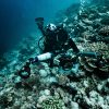Perspective of a diver
