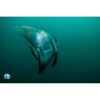 scuba diving and underwater world exploration