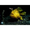 scuba diving and underwater world exploration