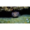 scuba diving and underwater world exploration