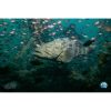 scuba diving and underwater world exploration
