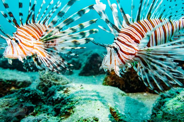 Scuba diving and underwater photography at Pondicherry with Temple Adventures