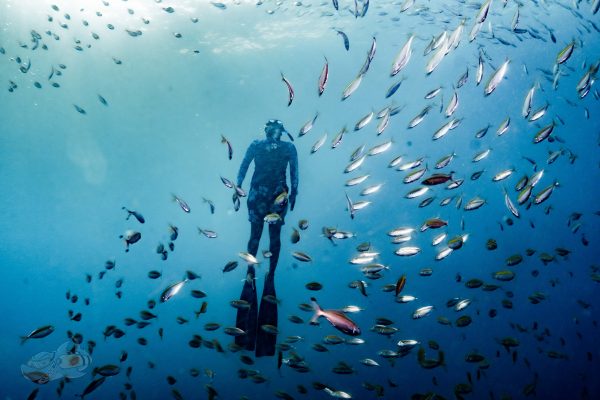 underwater world photography and scuba diving in Pondicherry