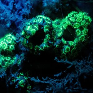 Scuba diving and underwater photography at Pondicherry with Temple Adventures