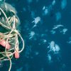 learn how you can make a difference for ocean protection every time you dive or travel.