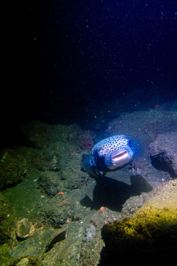 underwater photography and scuba diving at Pondicherry with Temple Adventures