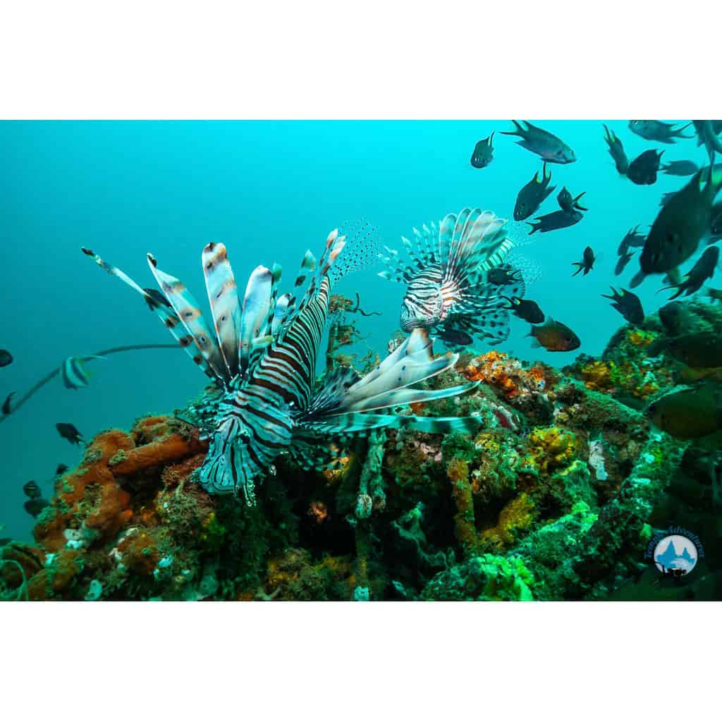 Open Water Course - Image 4