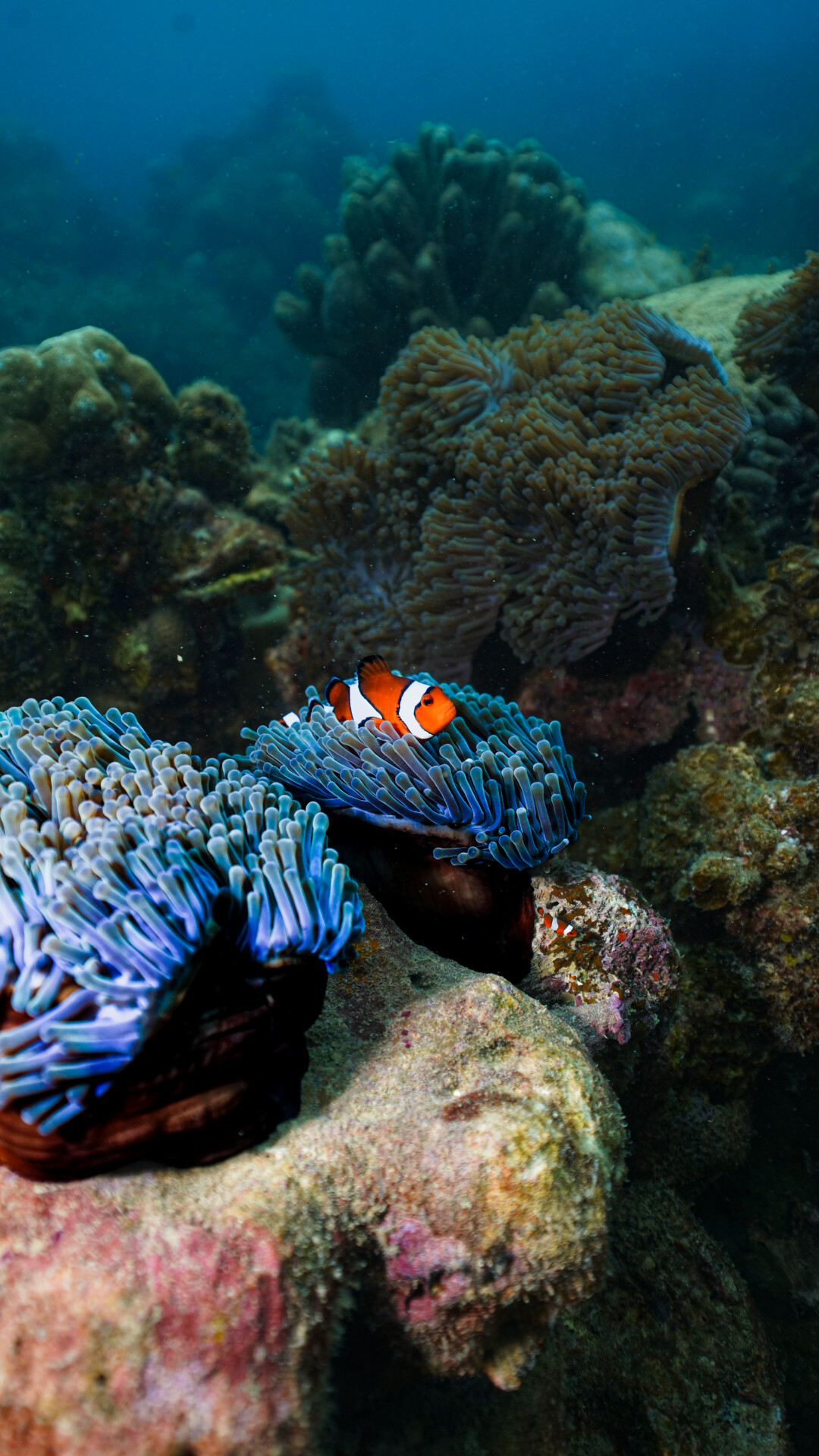Nemo Reef