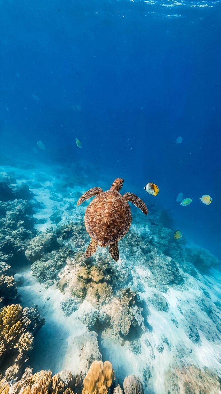 Bangaram Island