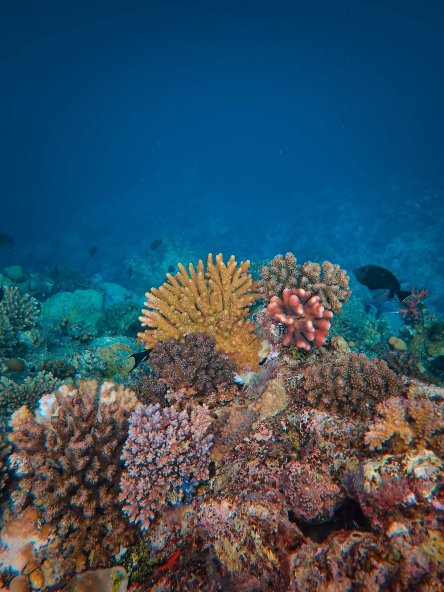 Lakshadweep scuba diving experience 11