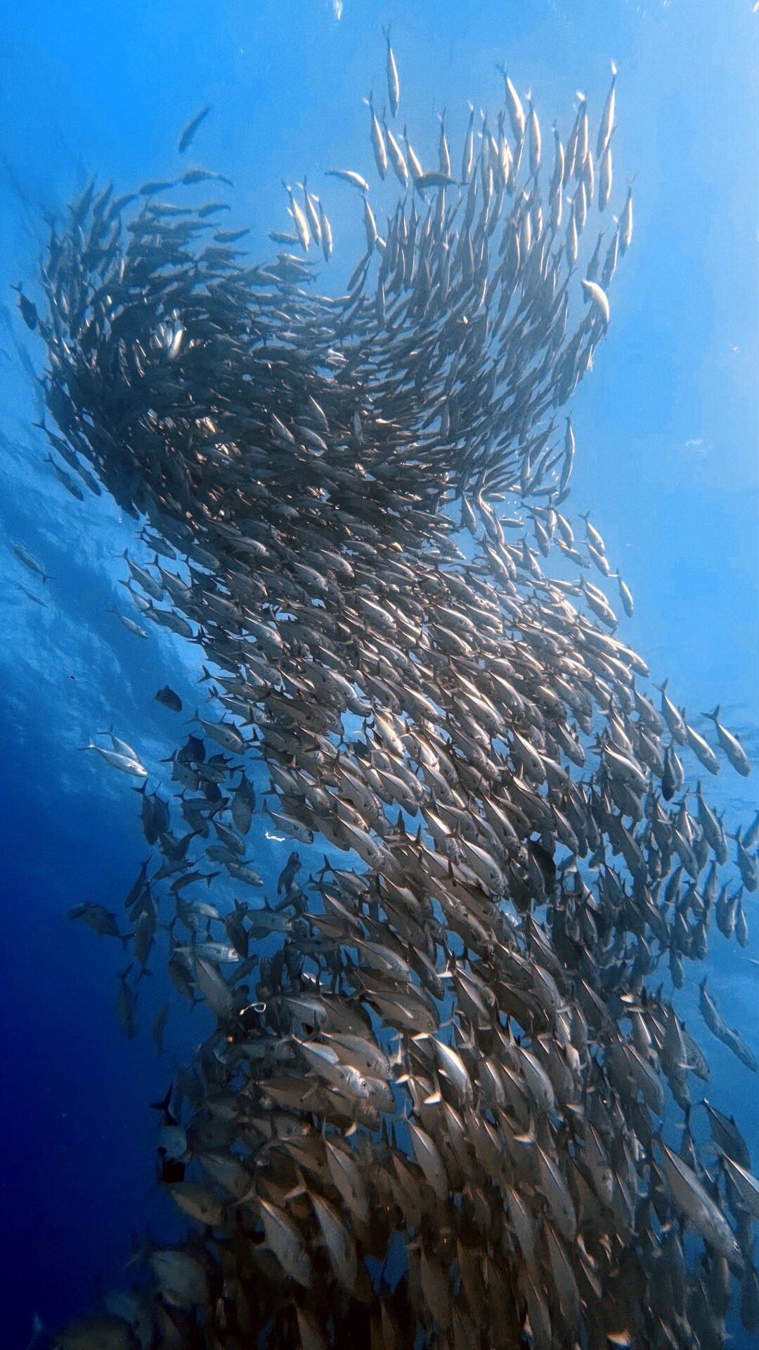 Lakshadweep scuba diving experience 12