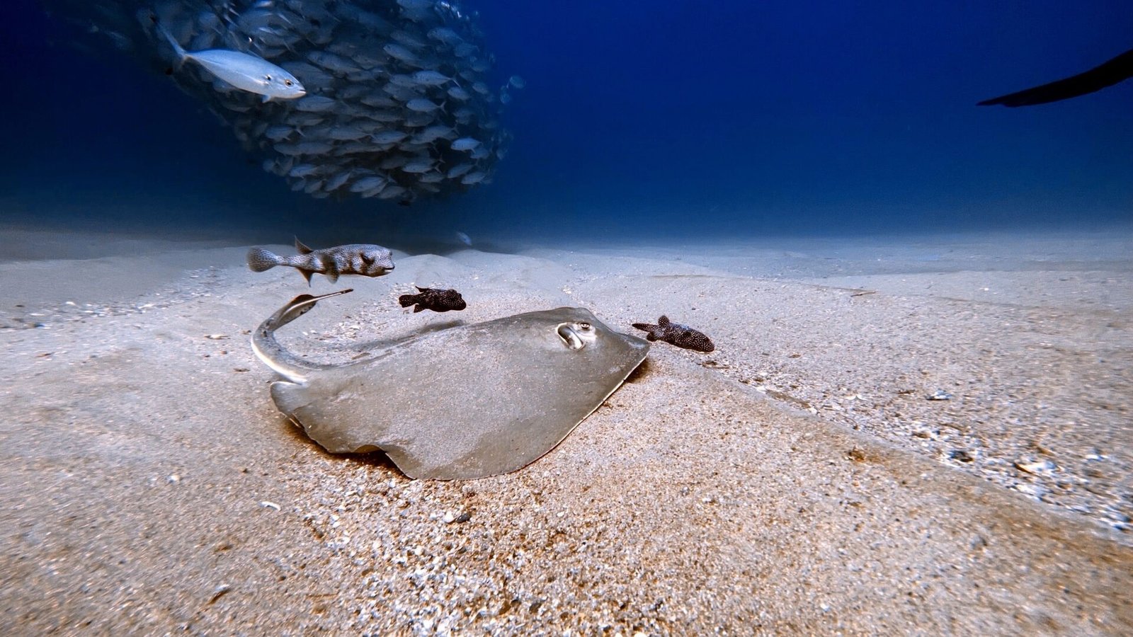 Lakshadweep scuba diving experience 13