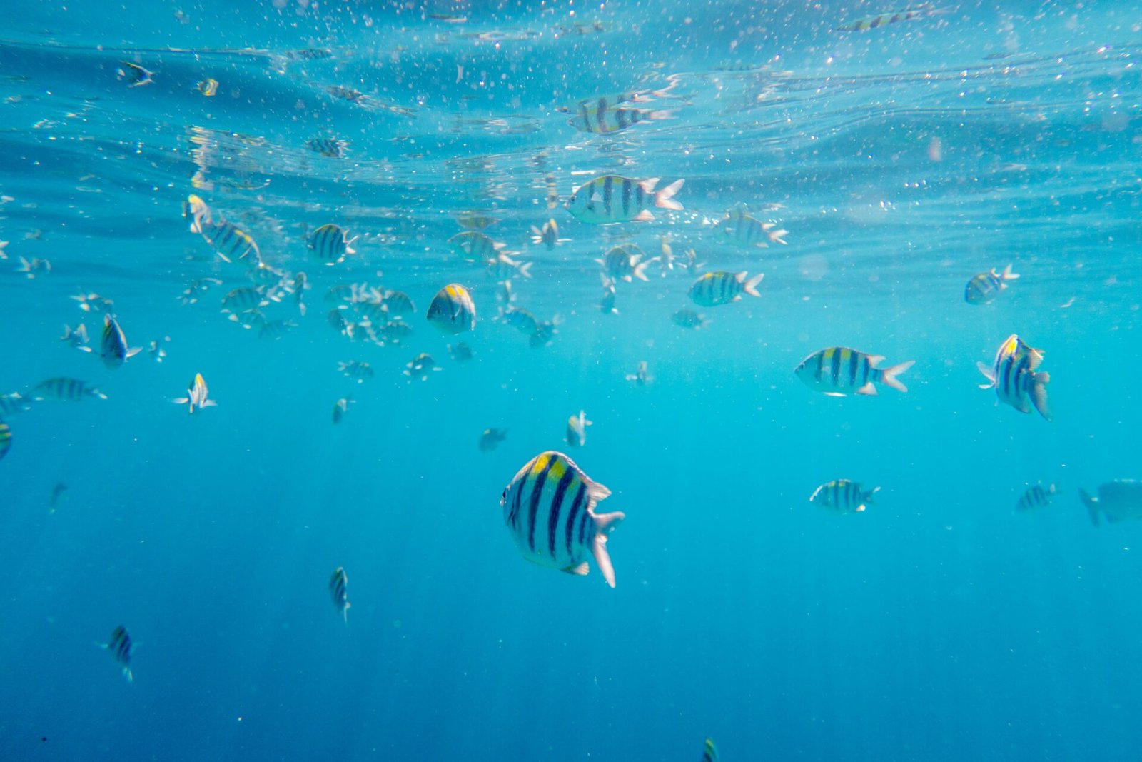 Tropical Lakshadweep island and lagoon